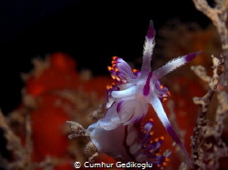 Flabellina rubrolineata by Cumhur Gedikoglu 